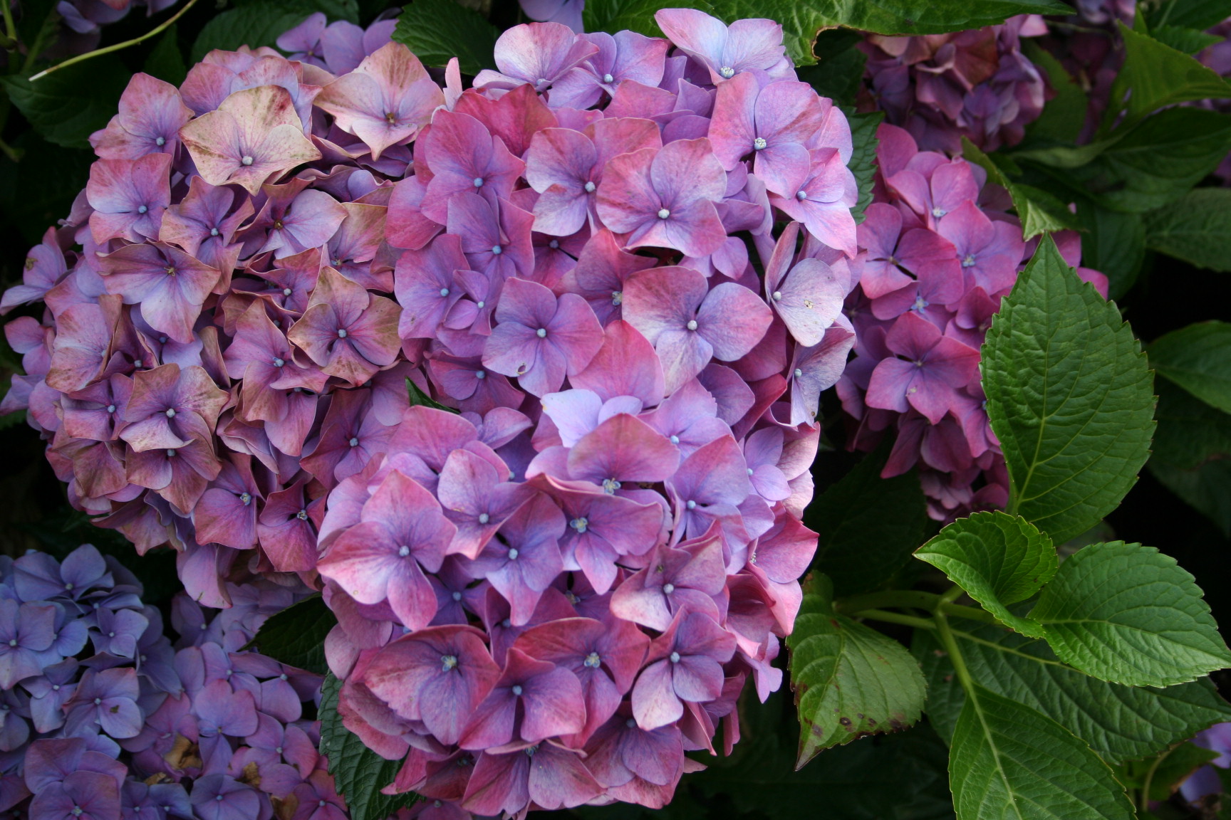 Les Hortensias du Haut Bois Hydrangea macrophylla Masja hortensia rose