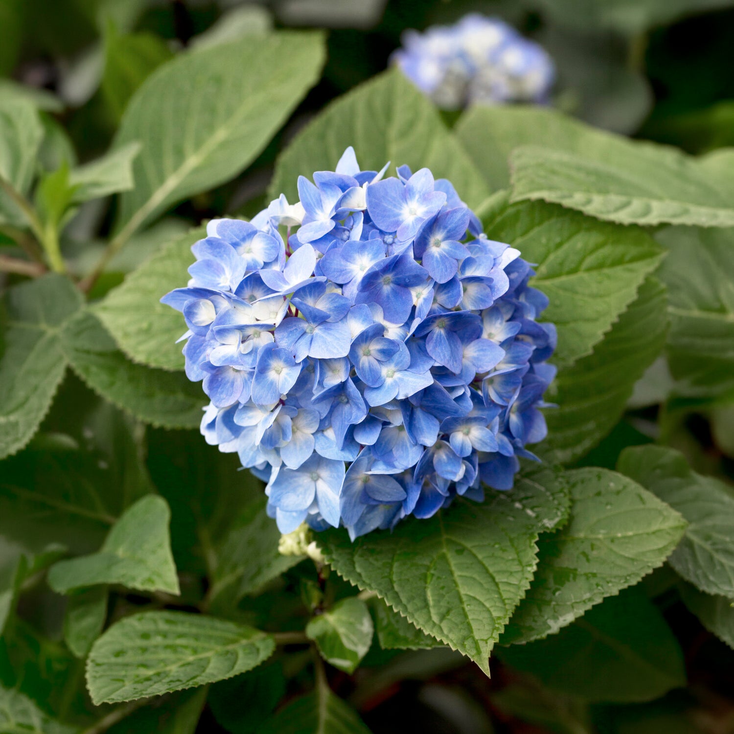 Bakker Hortensia So Long Ebony Monmar arbuste pot 3L rouge