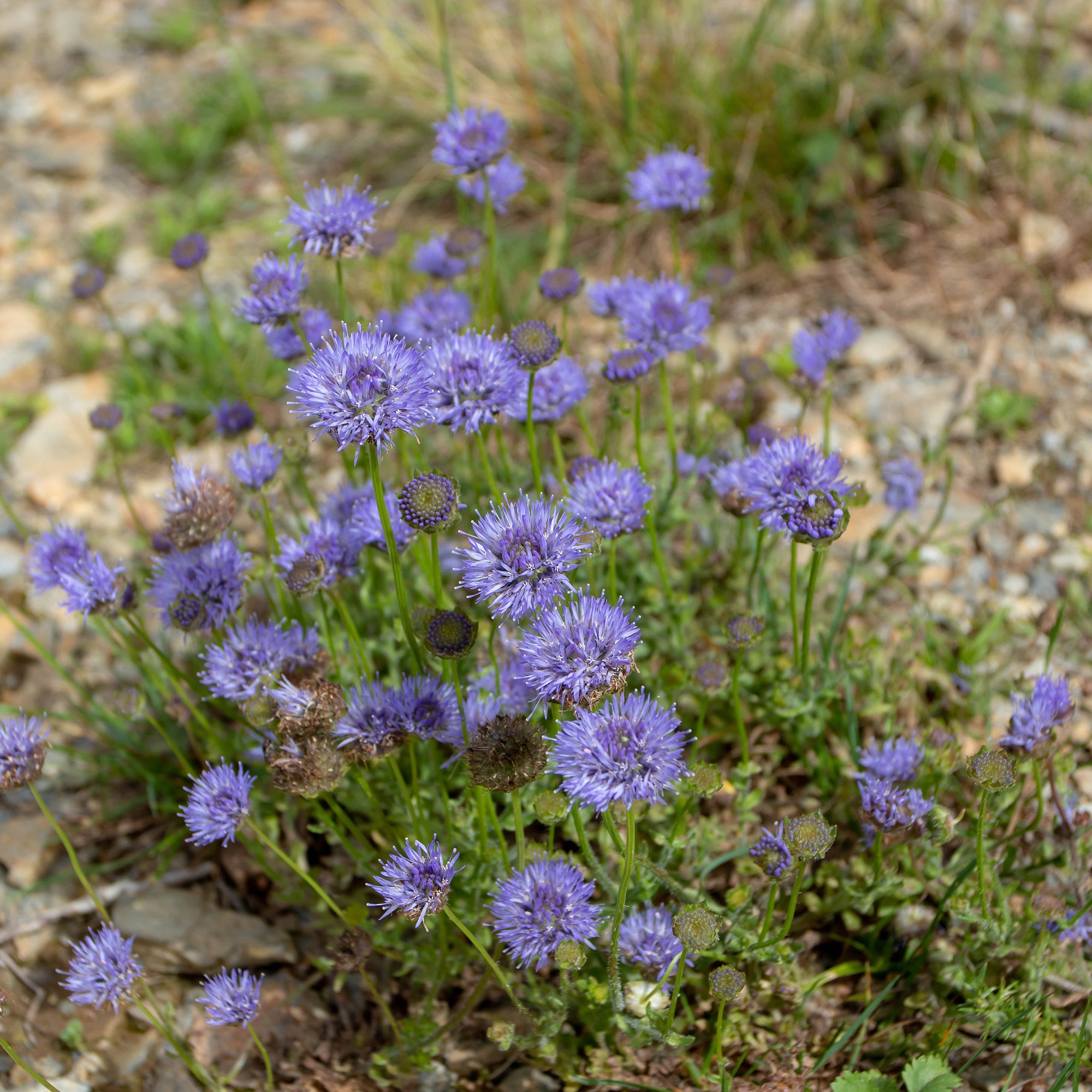 Bakker Jasione Blaulicht vivace pot 9cm bleue