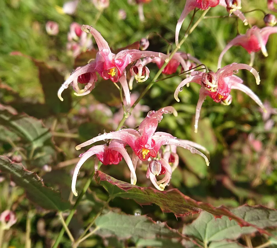 Passion Vivaces Epimedium plante couvre-sol pot 1 litre ombre