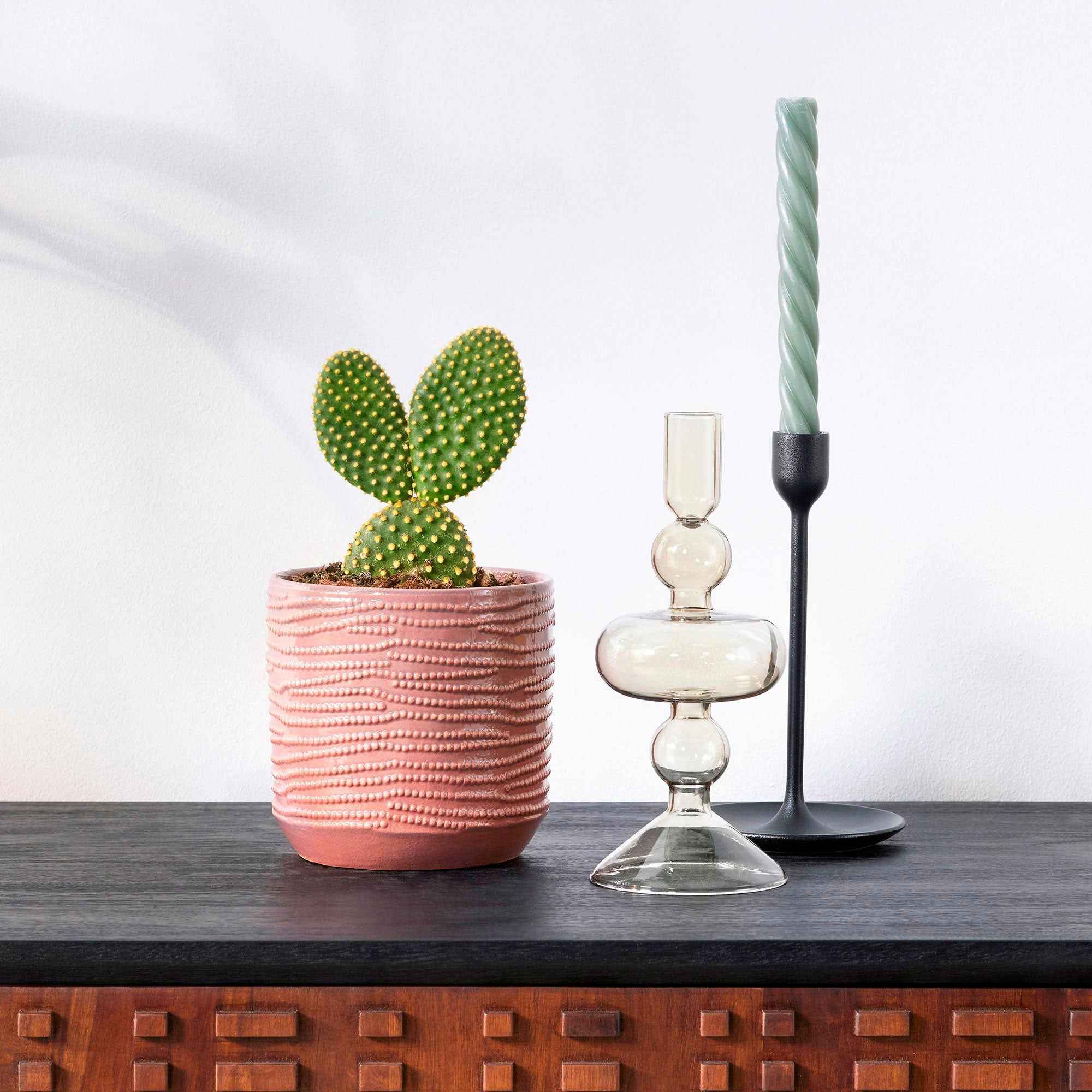 Bakker Cactus Opuntia Microdasys pot 12cm 20-25cm