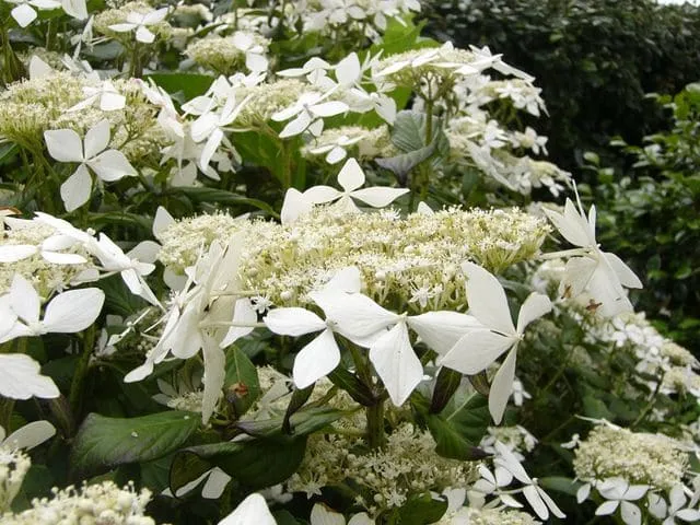 Les Hortensias du Haut Bois Hydrangea macrophylla Gwenic hortensia godet