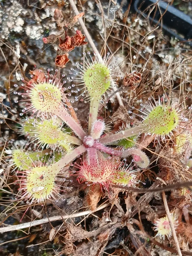 Carniflore Drosera collinsiae plante carnivore subtropicale