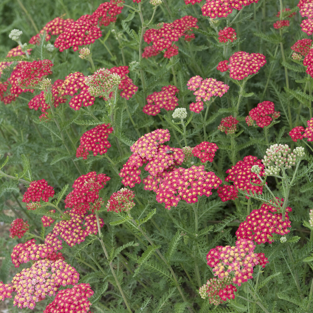 Bakker Achillée Cerise Queen vivace rouge pot 9cm