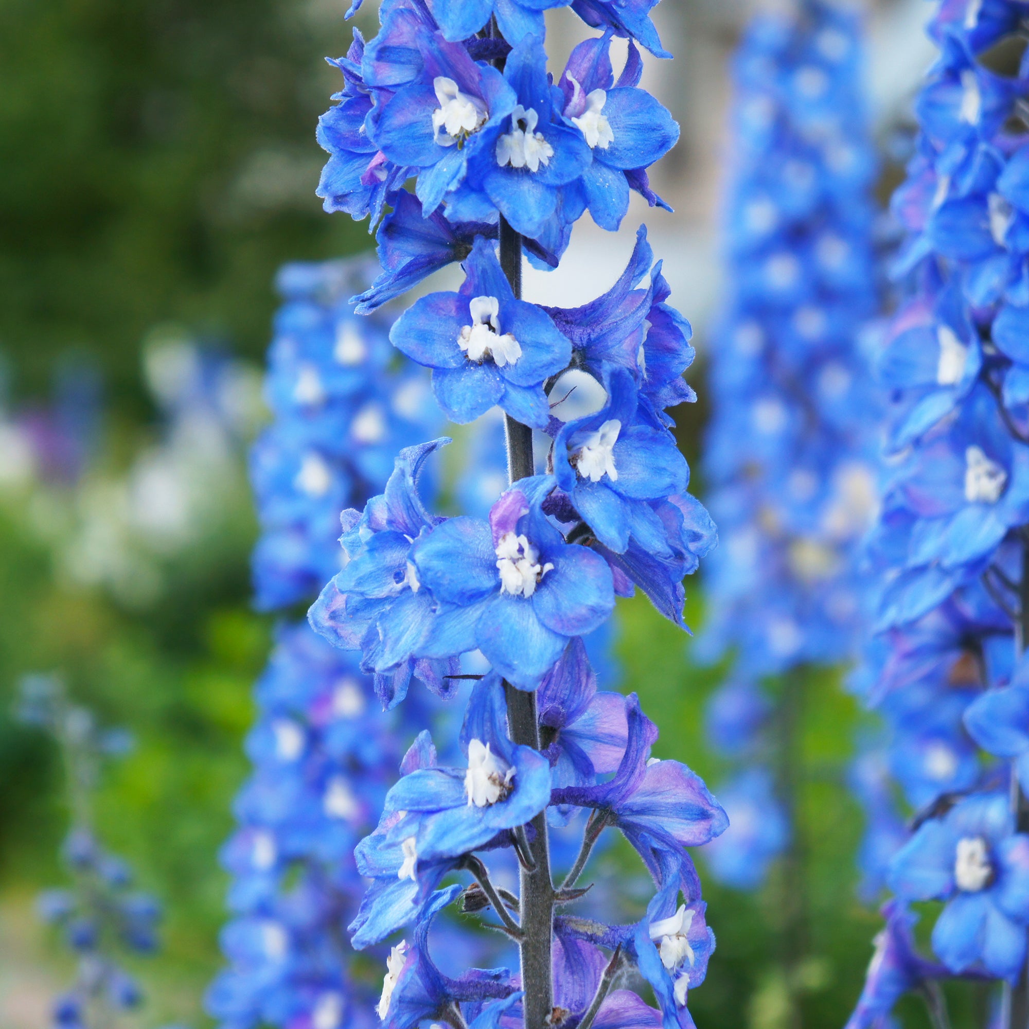 Bakker Delphinium Blue Bird vivace pot 9cm fleur bleue