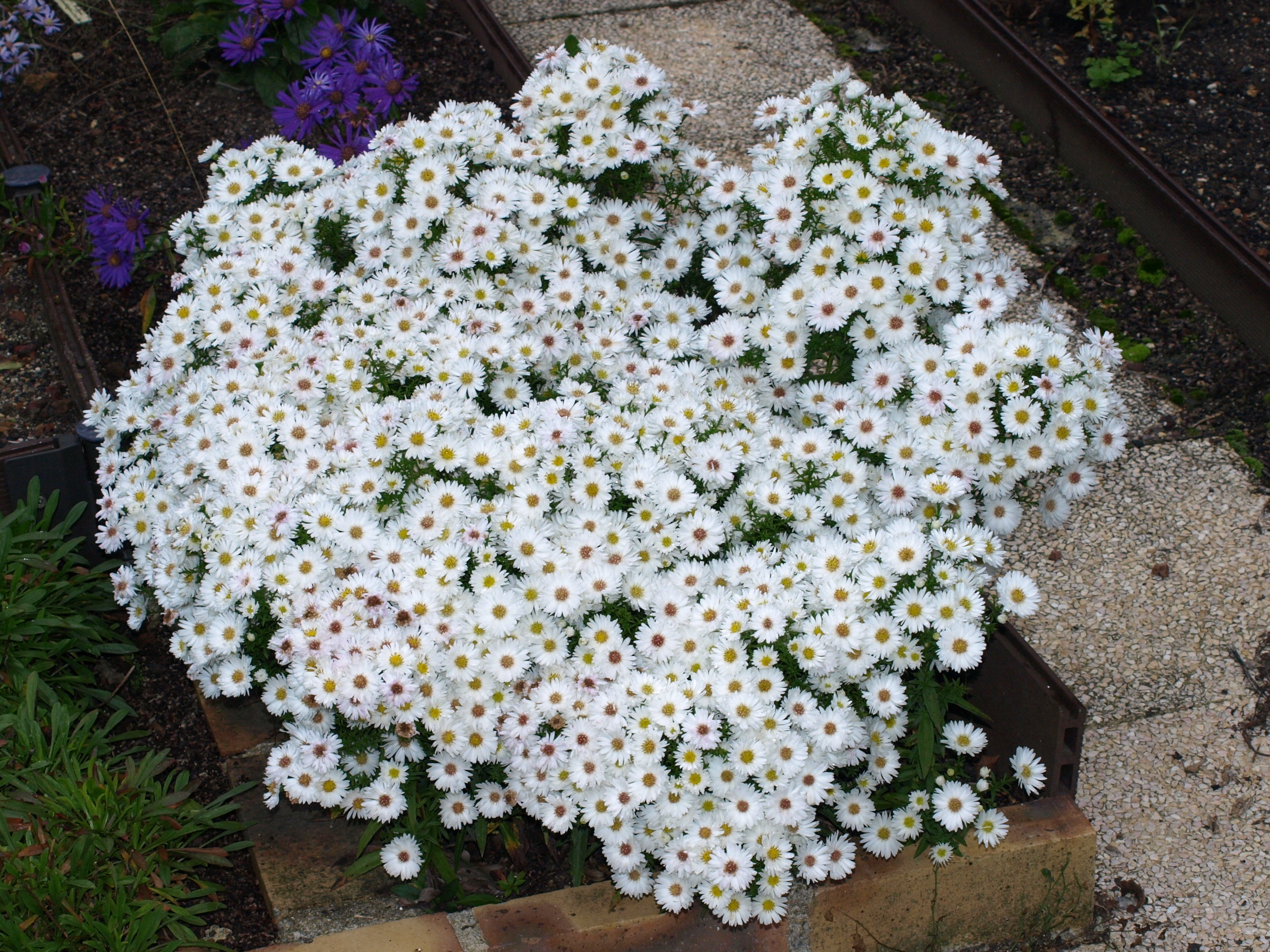 Passion Vivaces Aster Girasol aster godet blanc pur 30 mm