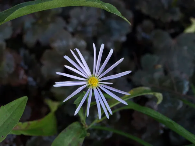 Passion Vivaces Aster Chilly Finger plante mauve godet