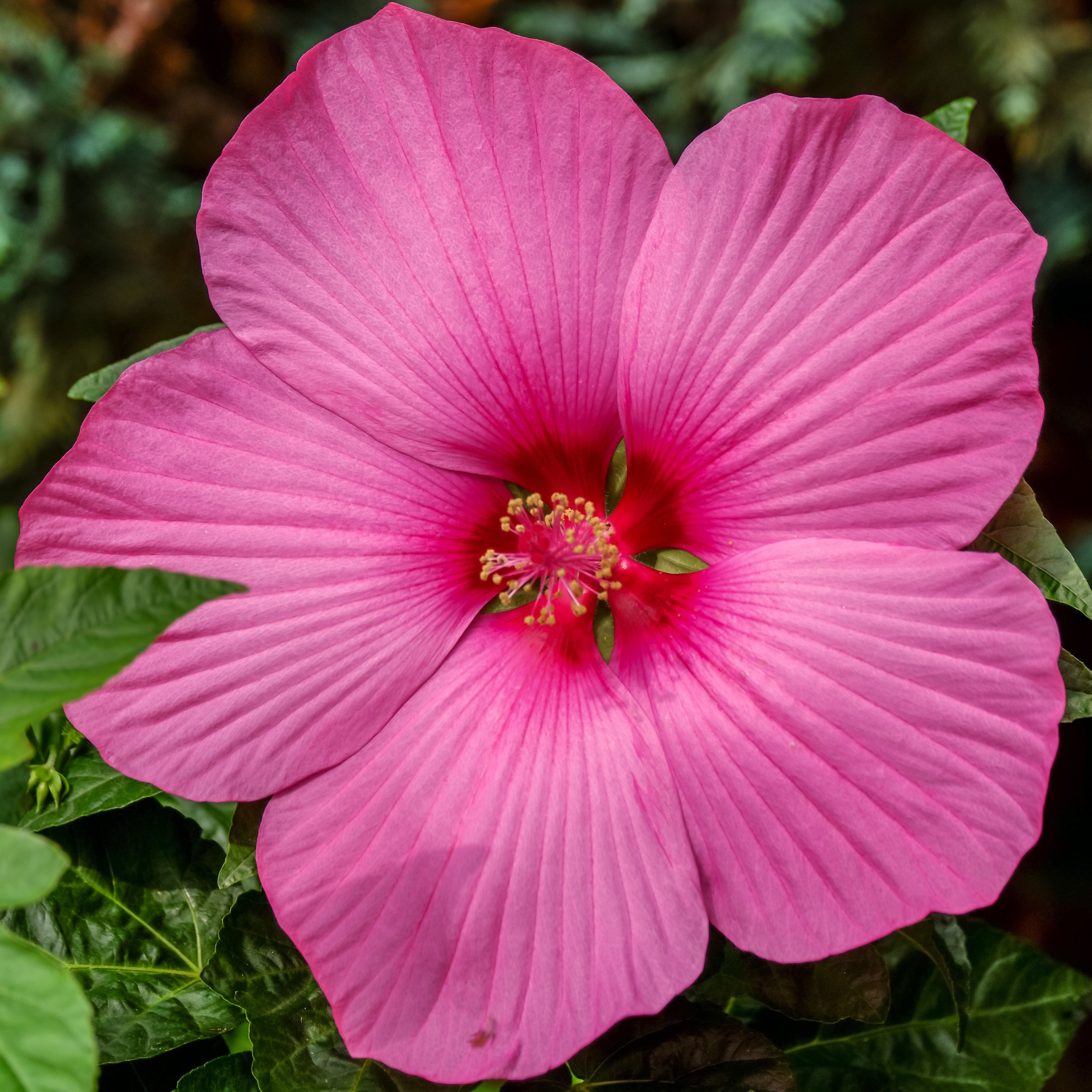 Bakker Hibiscus Carrousel Pink Passion plante pot 8cm fuchsia