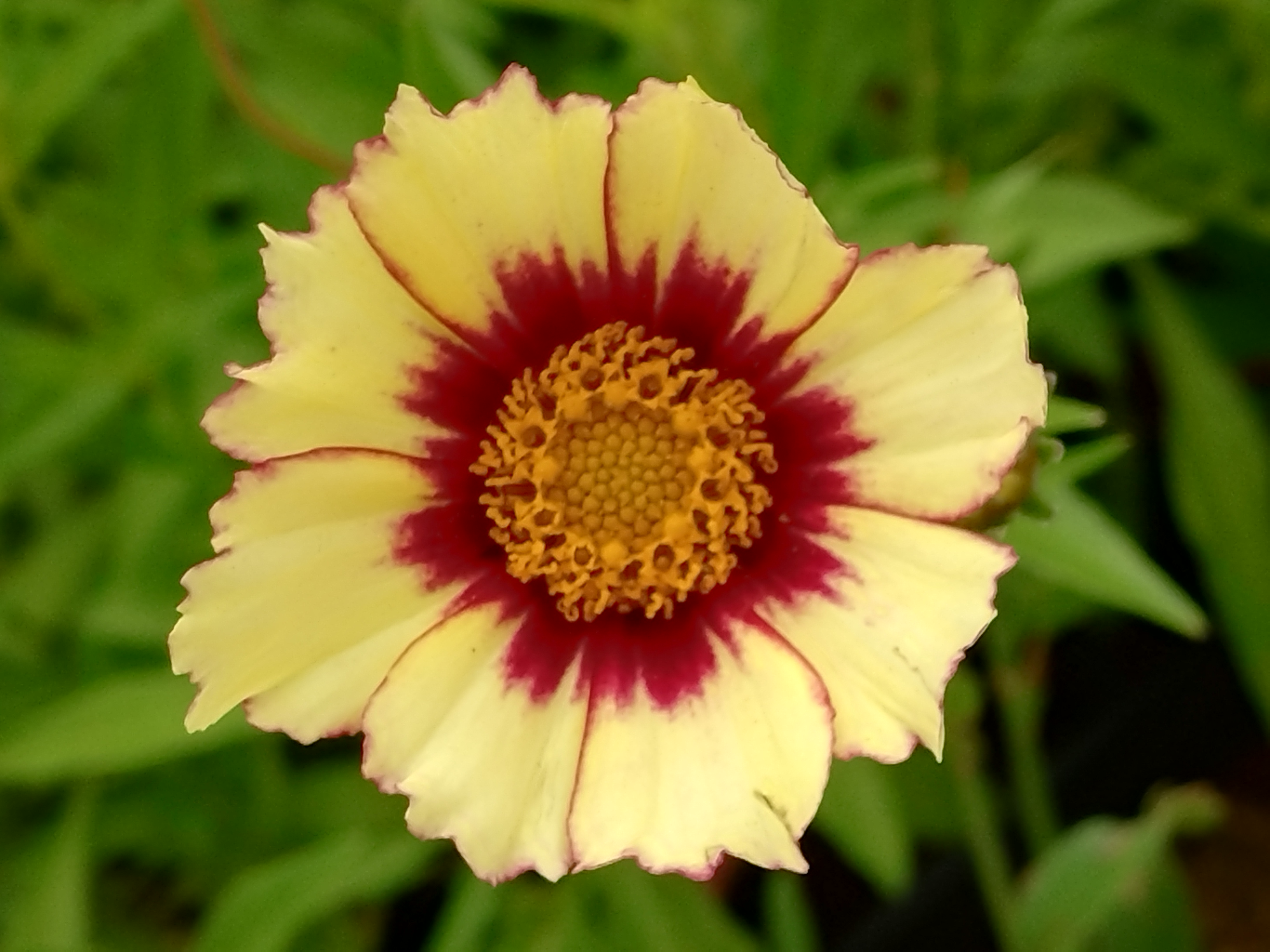 Passion Vivaces Coreopsis Red Shift plante vivace pot 1L jaune rouge