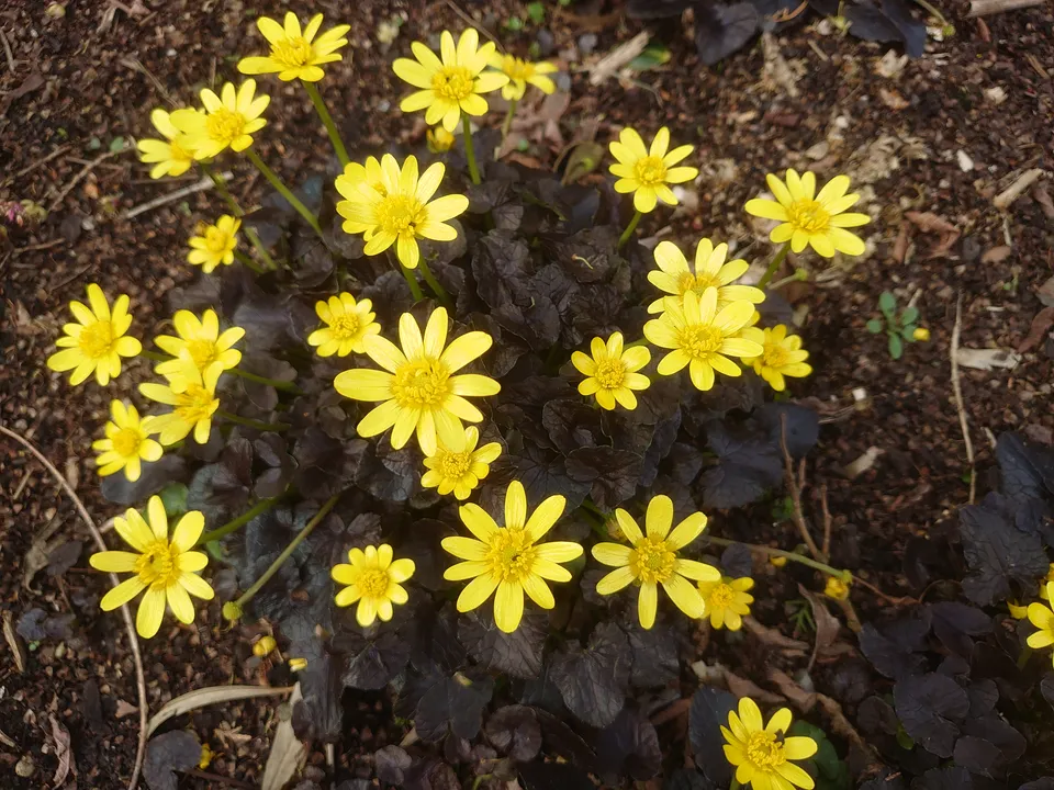 Passion Vivaces Ranunculus ficaria Brazen Hussy godet jaune