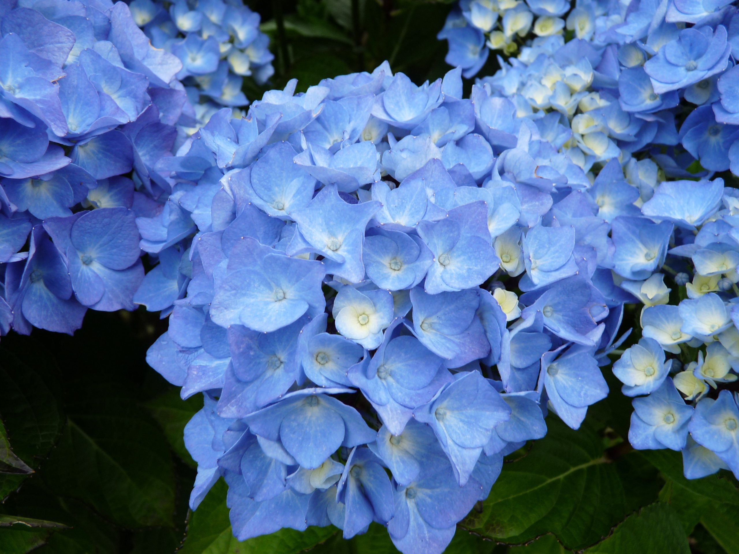 Les Hortensias du Haut Bois Danube Bleu hortensia fleurs rondes bleu