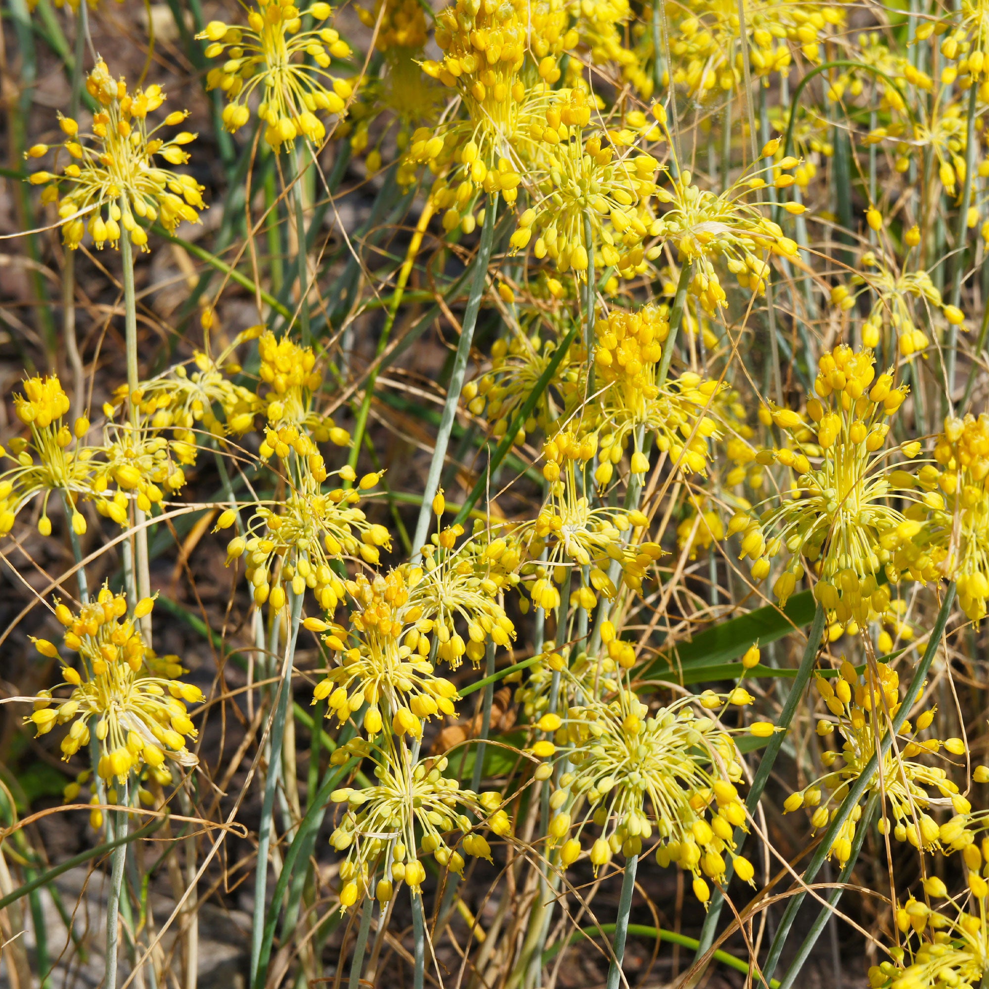 Bakker Ail Jaune Allium flavum vivace pot 8cm