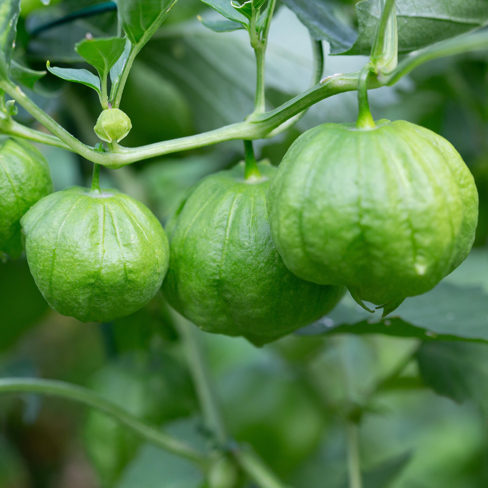 Bakker Tomatillo du Mexique graines sachet 50 graines