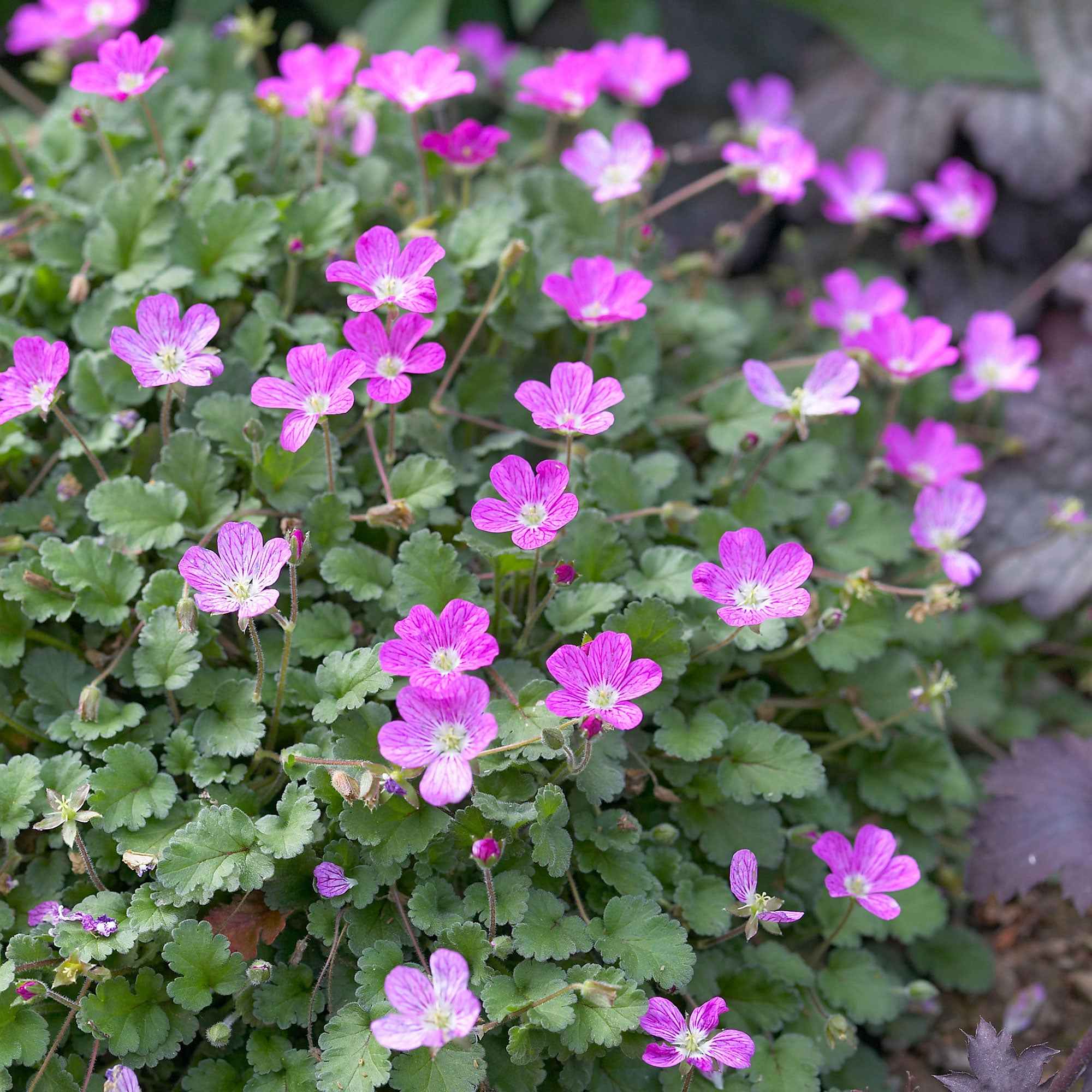Bakker Plantes vivaces Erodium Bishop's Form pot 9cm tapissant