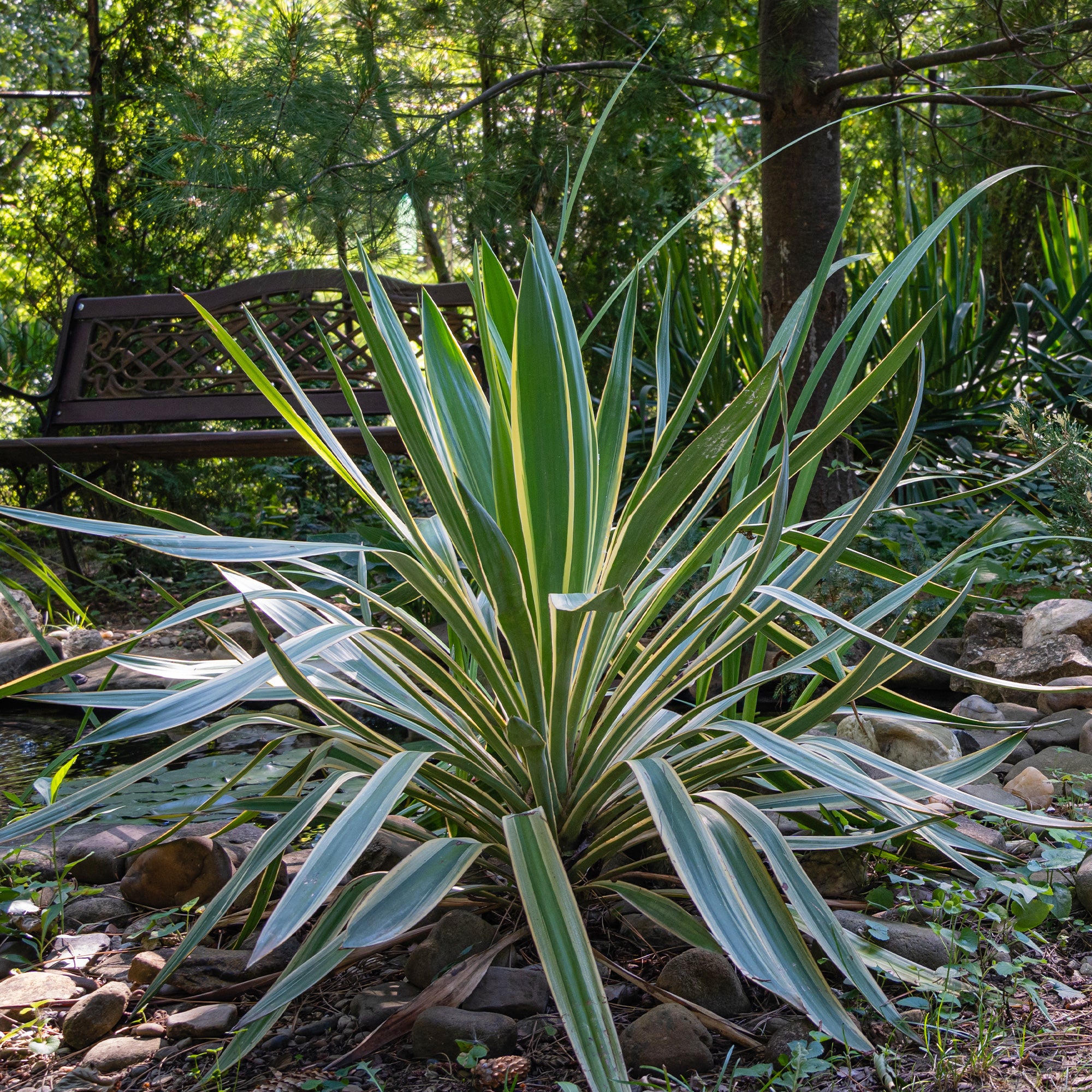 Bakker Yucca gloriosa Variegata arbuste panaché pot 11 cm