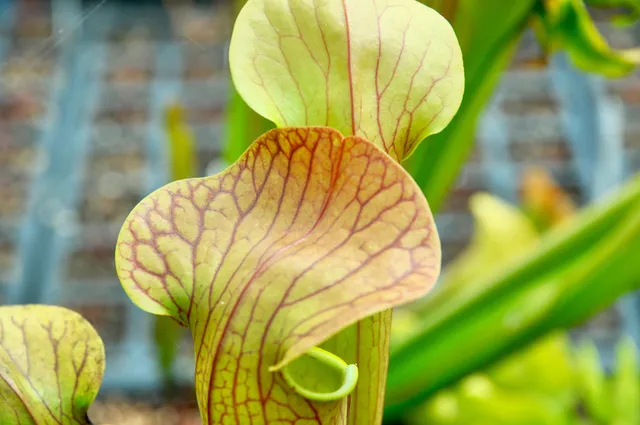 Carniflore Sarracenia x harperi plante carnivore 1 point pot 11 cm