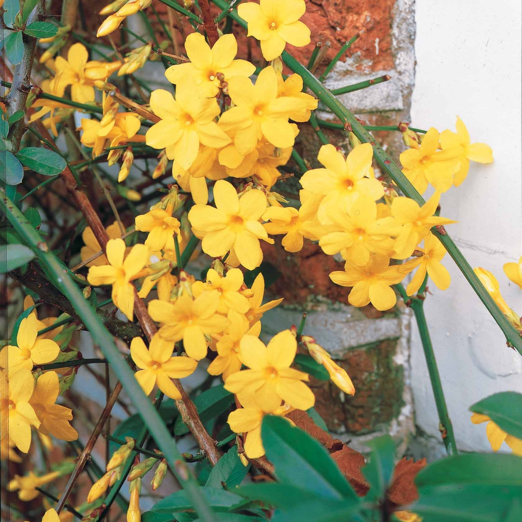 Bakker Jasmin hiver nudiflorum pot 2L 30-40cm