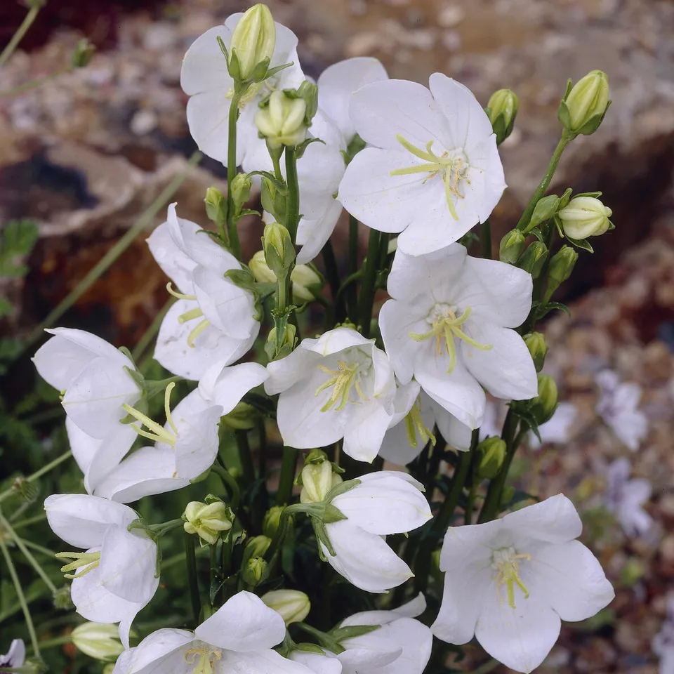 Bakker Campanule à feuilles de pêcher Alba vivace pot 9cm blanche