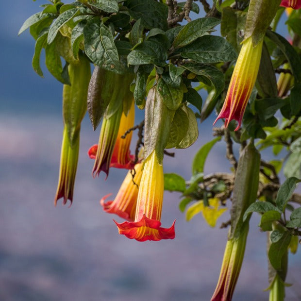 Bakker Brugmansias collection arbuste 3 pots 9cm mixte