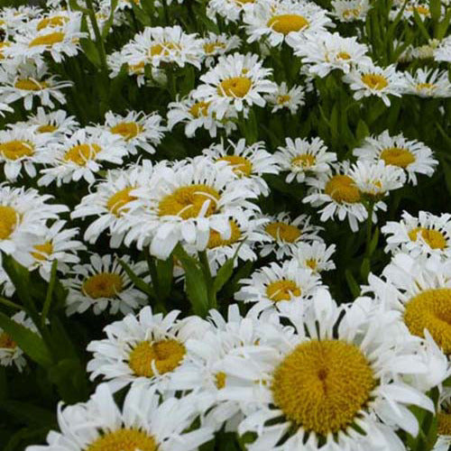 Bakker Marguerite d'été Lacrosse plante vivace pot 9cm blanc