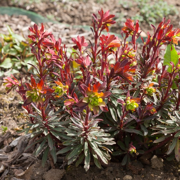 Bakker Euphorbe des bois pourpre vivace pot 8cm persistante