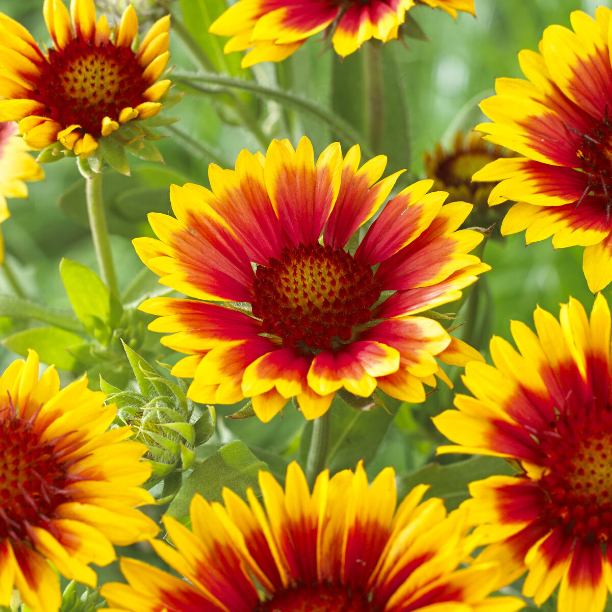 Bakker Gaillarde Kobold plante vivace 2 pots Ø9cm rouge et or