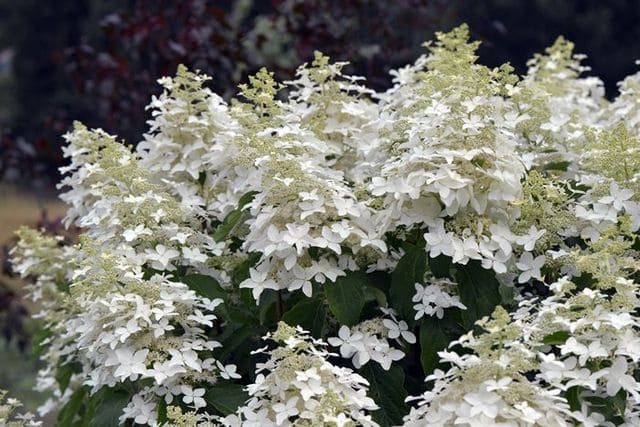 Hydrangea paniculata Perle d'Automne hortensia paniculé godet