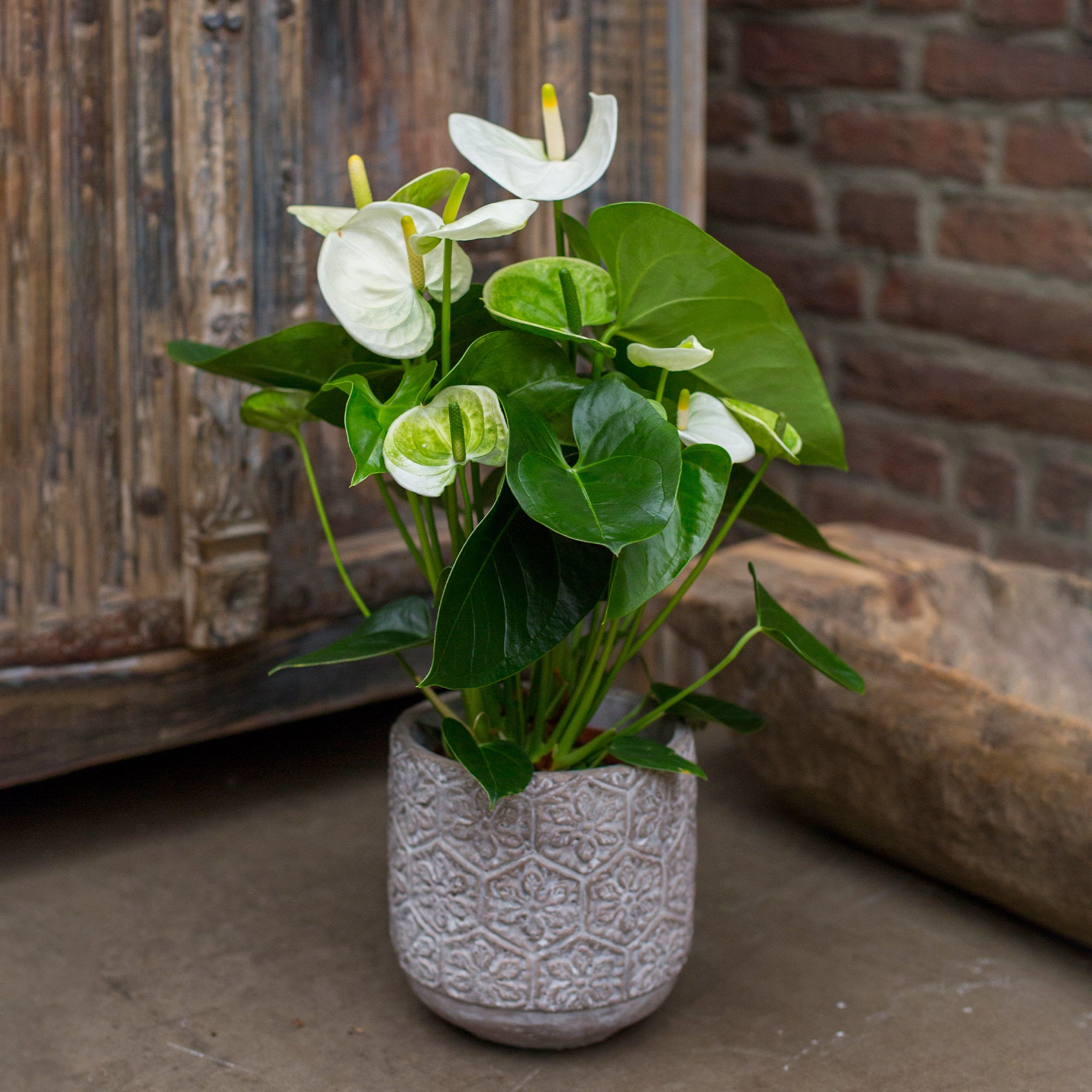 Bakker Anthurium White Champion plante d’intérieur blanc pot 12cm
