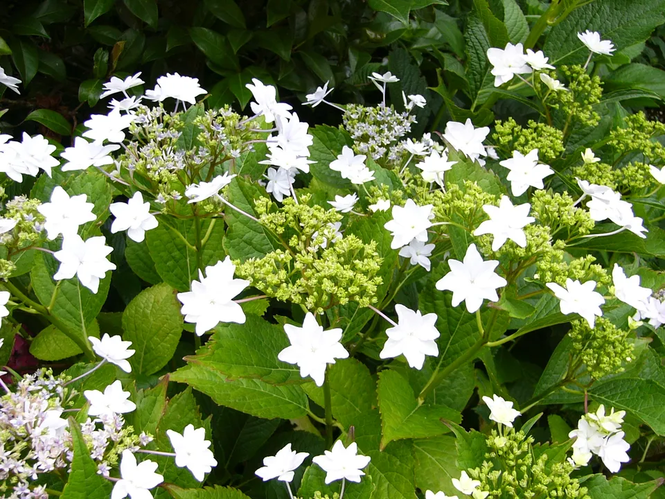 Les Hortensias du Haut Bois Hanabi hortensia blanc fleurs plates