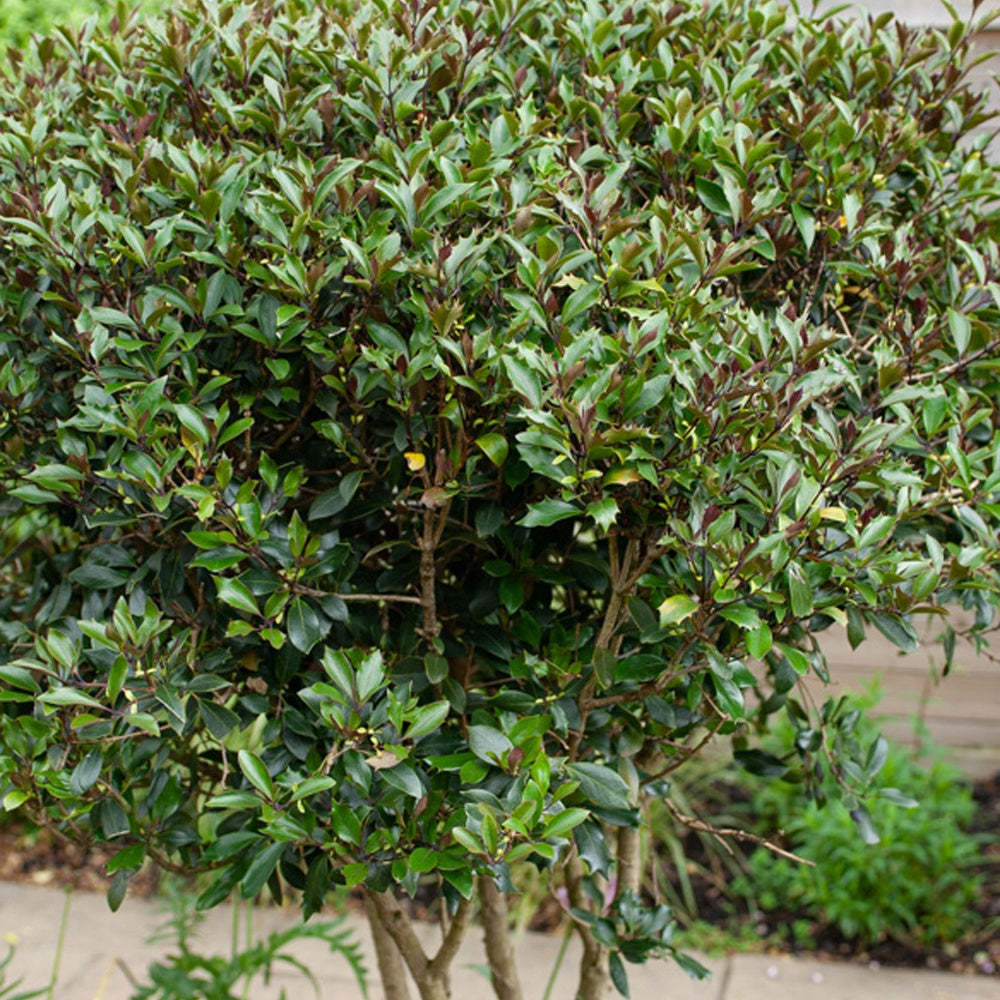 Bakker Osmanthe Purpureus arbuste pot 3L 40cm