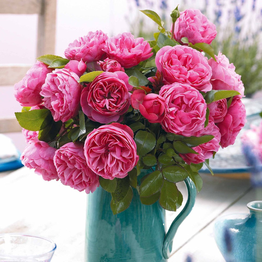 Bakker Rosiers Leonard de Vinci rosier motte rose