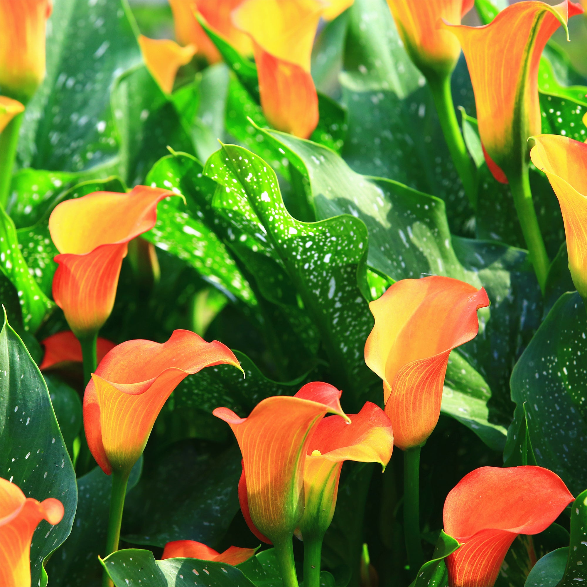 Bakker Peach Pearl Calla Bulbe à Fleurs Lot 2 Orange