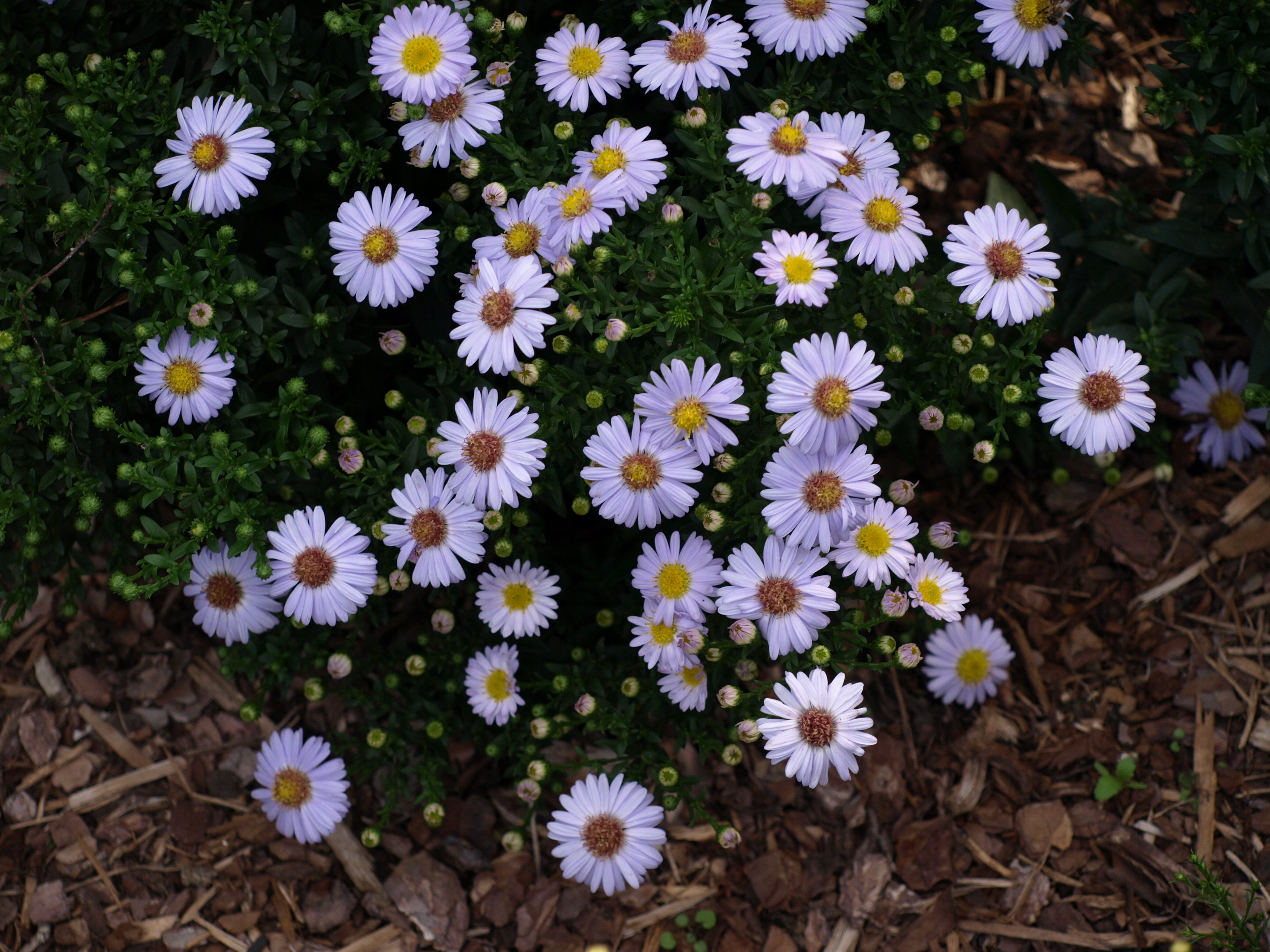 Aster dumosus Little Blue Boy plante vivace godet bleu ciel