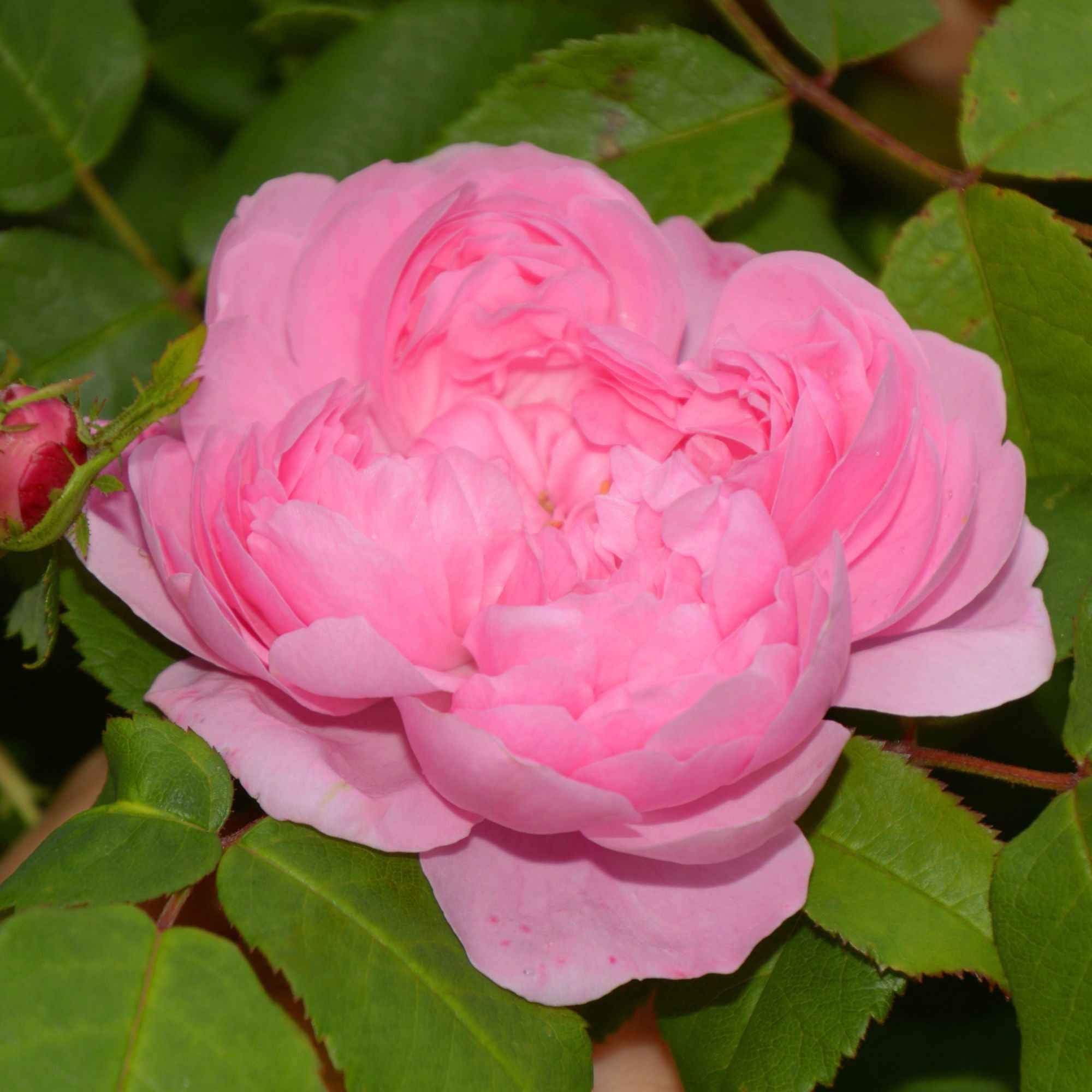 Bakker Rosiers Comte de Chambord rosier motte rose