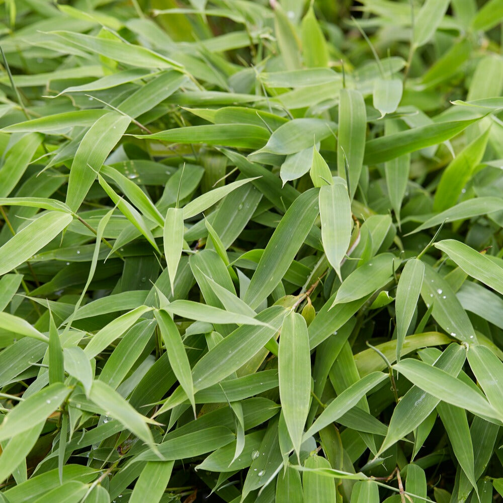 Bakker Fargesia Murielae bambou non-traçant pot 11cm