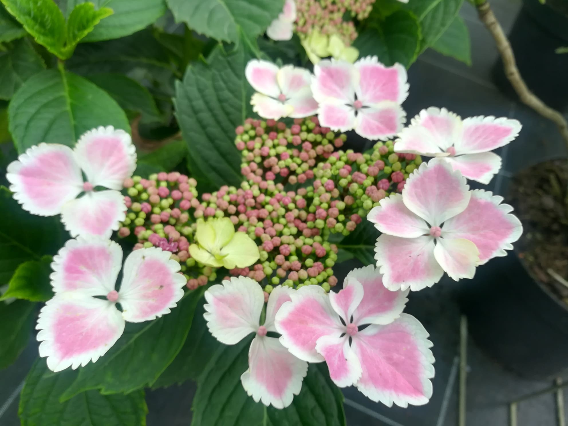 Les Hortensias du Haut Bois Komochiana Seruka hortensia plat