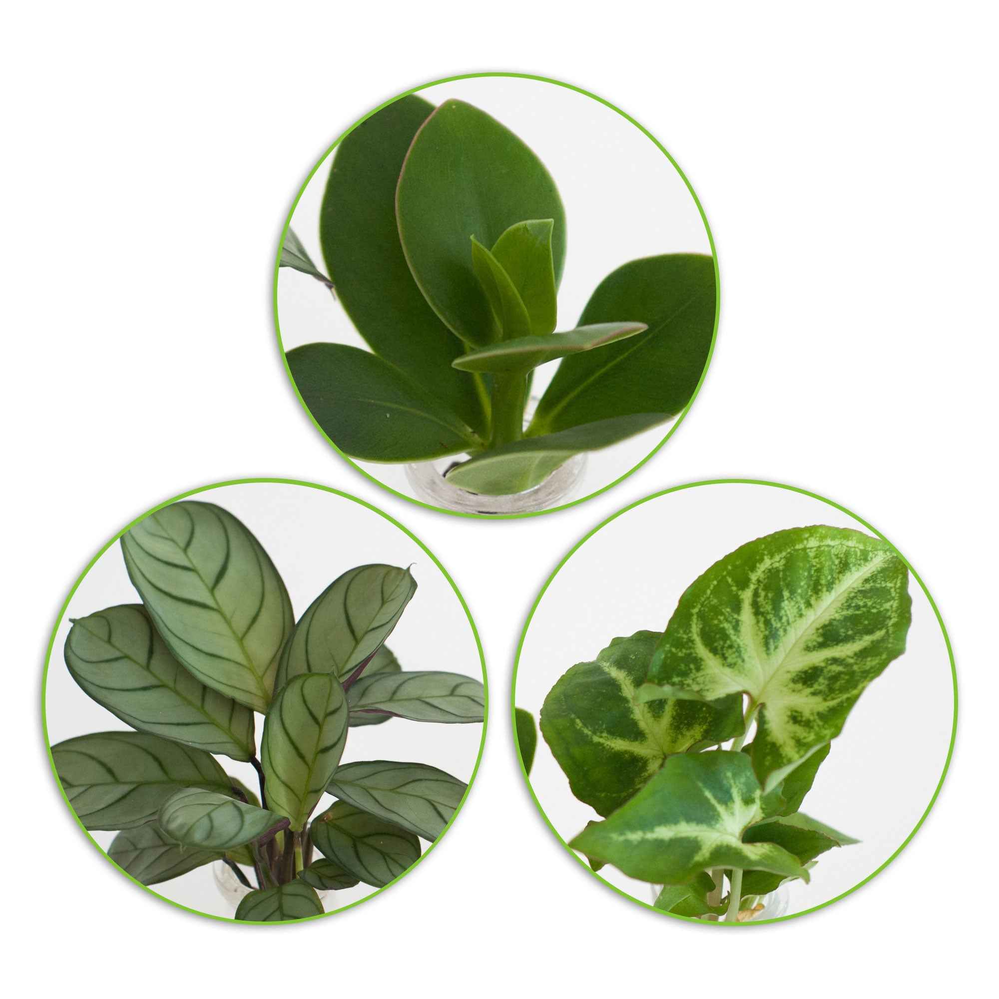 Bakker Plantes d'intérieur Mélange hydroponie kit 3 vases Calathea