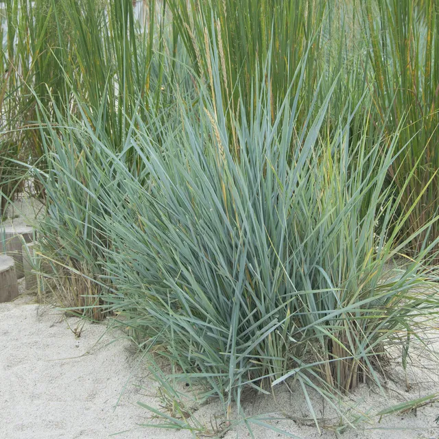 Bakker Seigle de mer Blue Dune graminée pot 9cm feuillage bleu