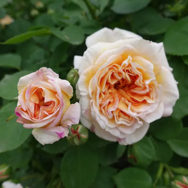 Bakker Rosier Bathsheba Auschimbley grimpant pot 4L abricot