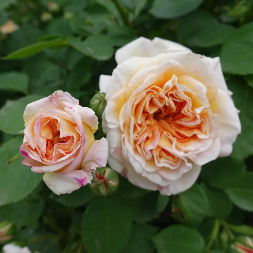 Bakker Rosier Bathsheba Auschimbley grimpant pot 4L abricot