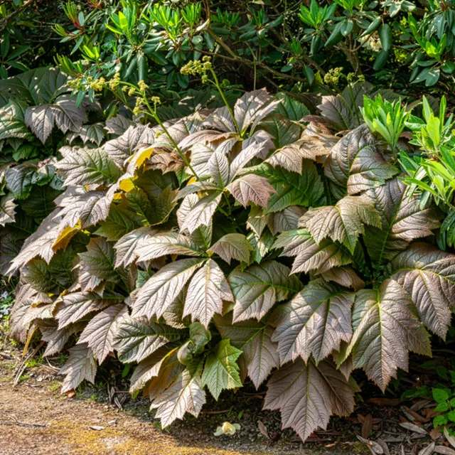 Bakker Rodgersia feuilles larges vivace pot 8cm crème