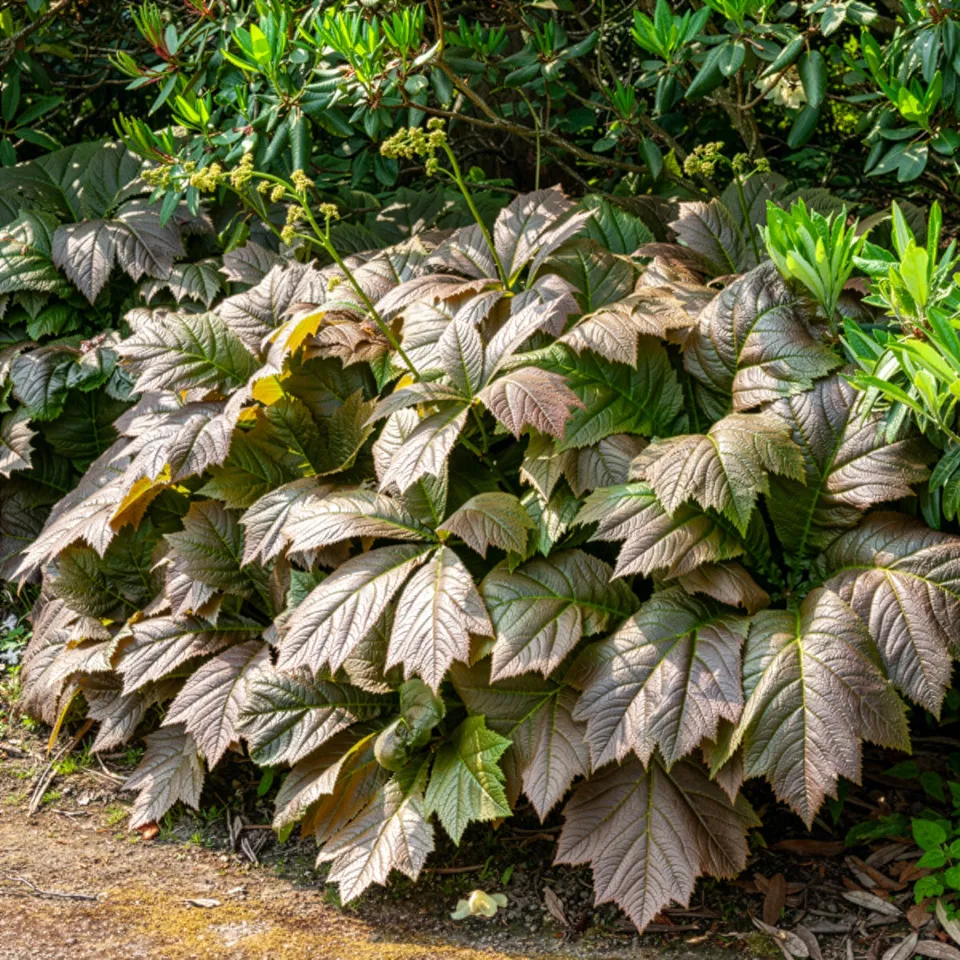 Bakker Rodgersia feuilles larges vivace pot 8cm crème