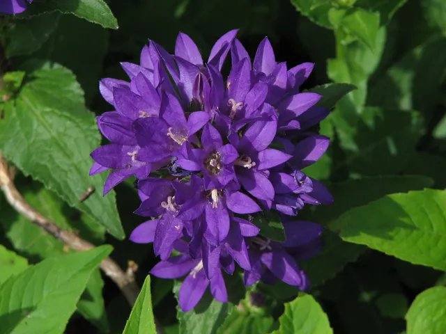 Passion Vivaces Campanula glomerata Joan Eliot campanule violette