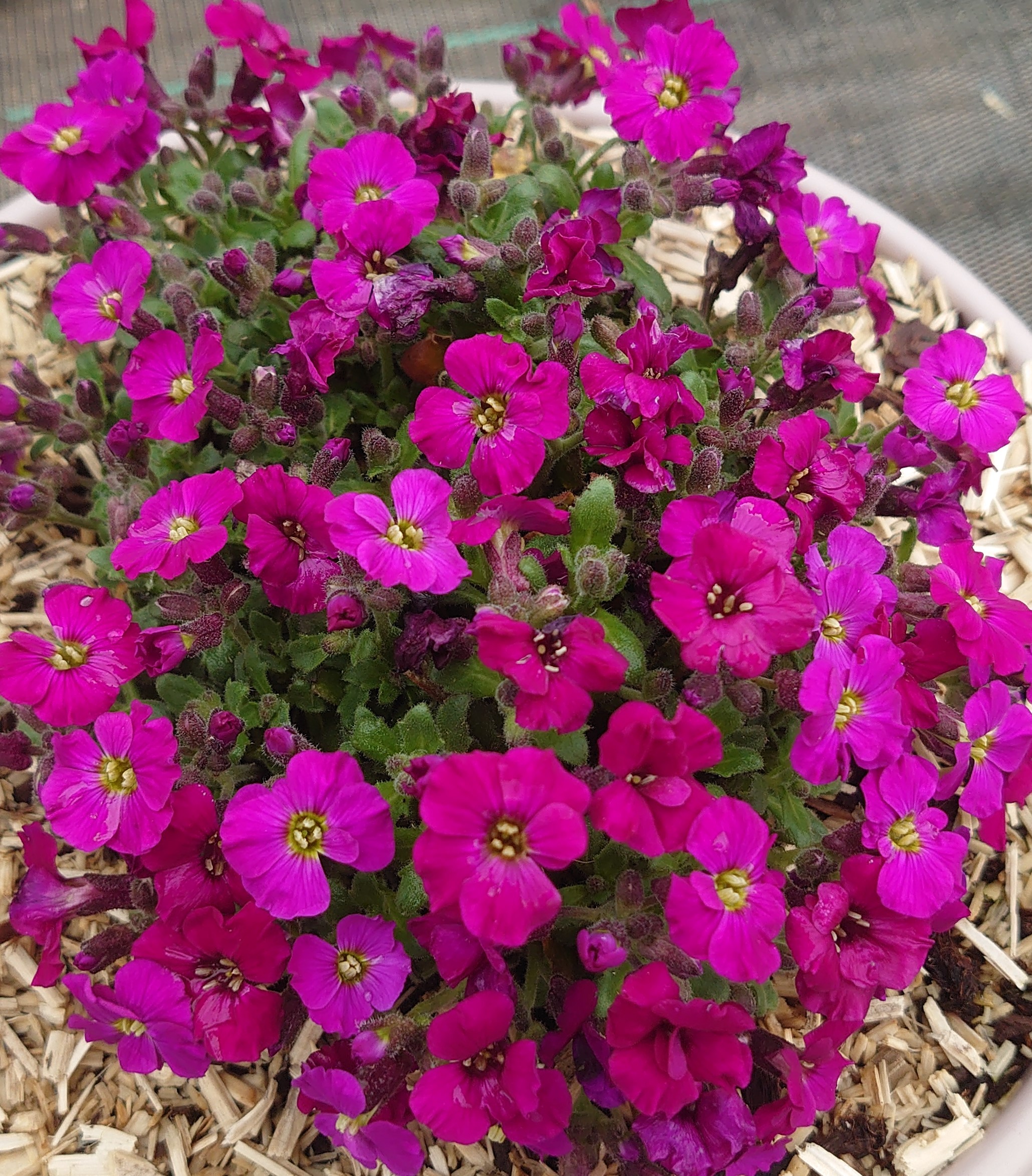 Passion Vivaces Aubrieta Burgundy aubriète pot 1 litre pourpre