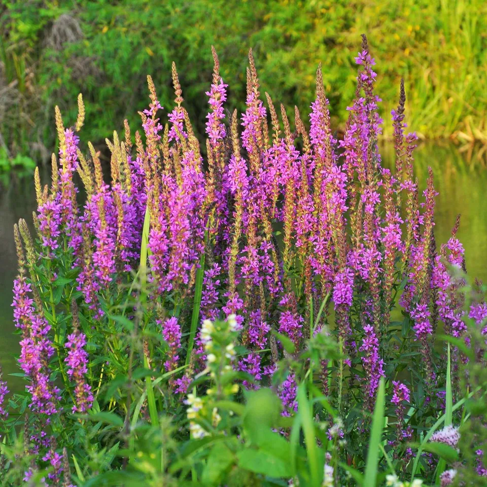 Bakker Salicaire commune plante de bassin pot Ø 9cm fuchsia