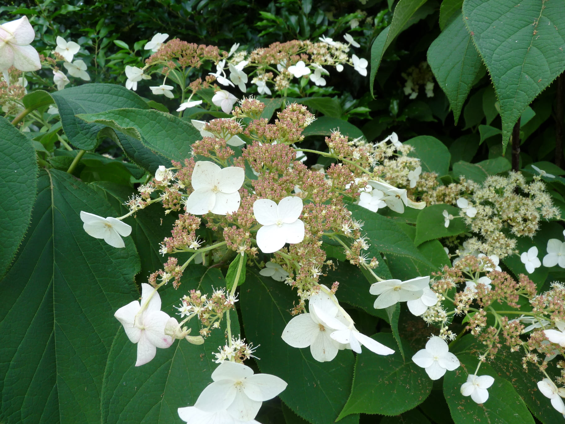 Xanthoneura Hydrangea heteromalla hortensia godet