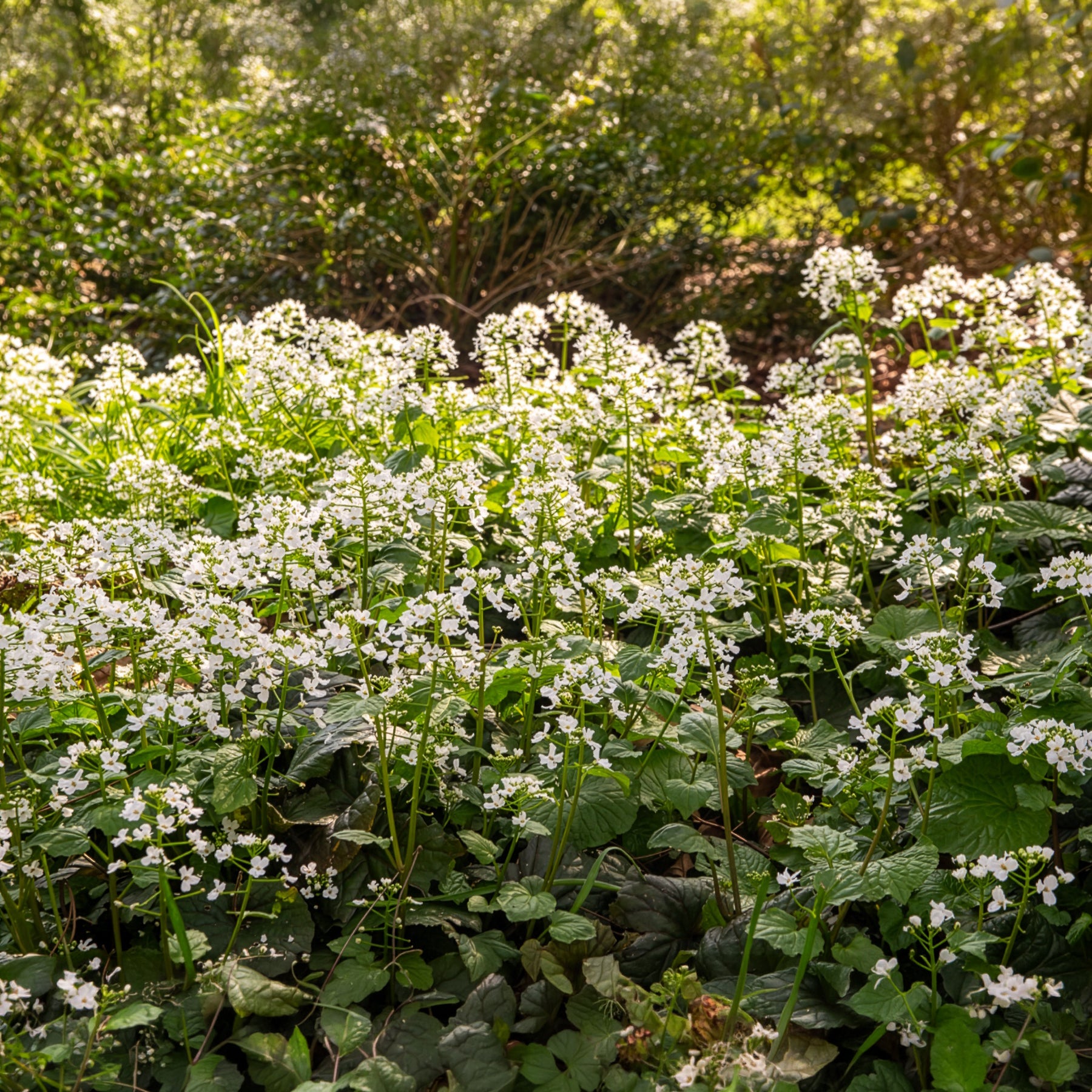 Bakker Pachyphragma macrophyllum vivace pot 8cm fleur blanche