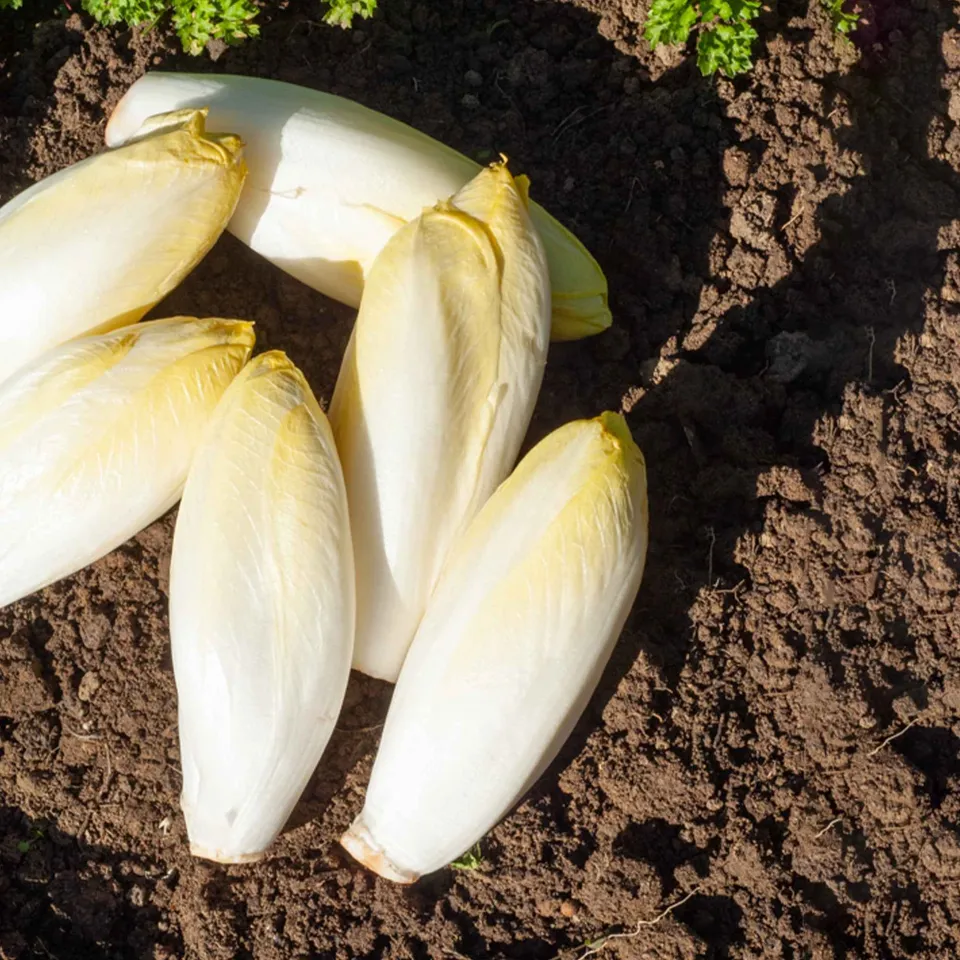 Bakker Chicorée Witloof Normale graine sachet 5g endive