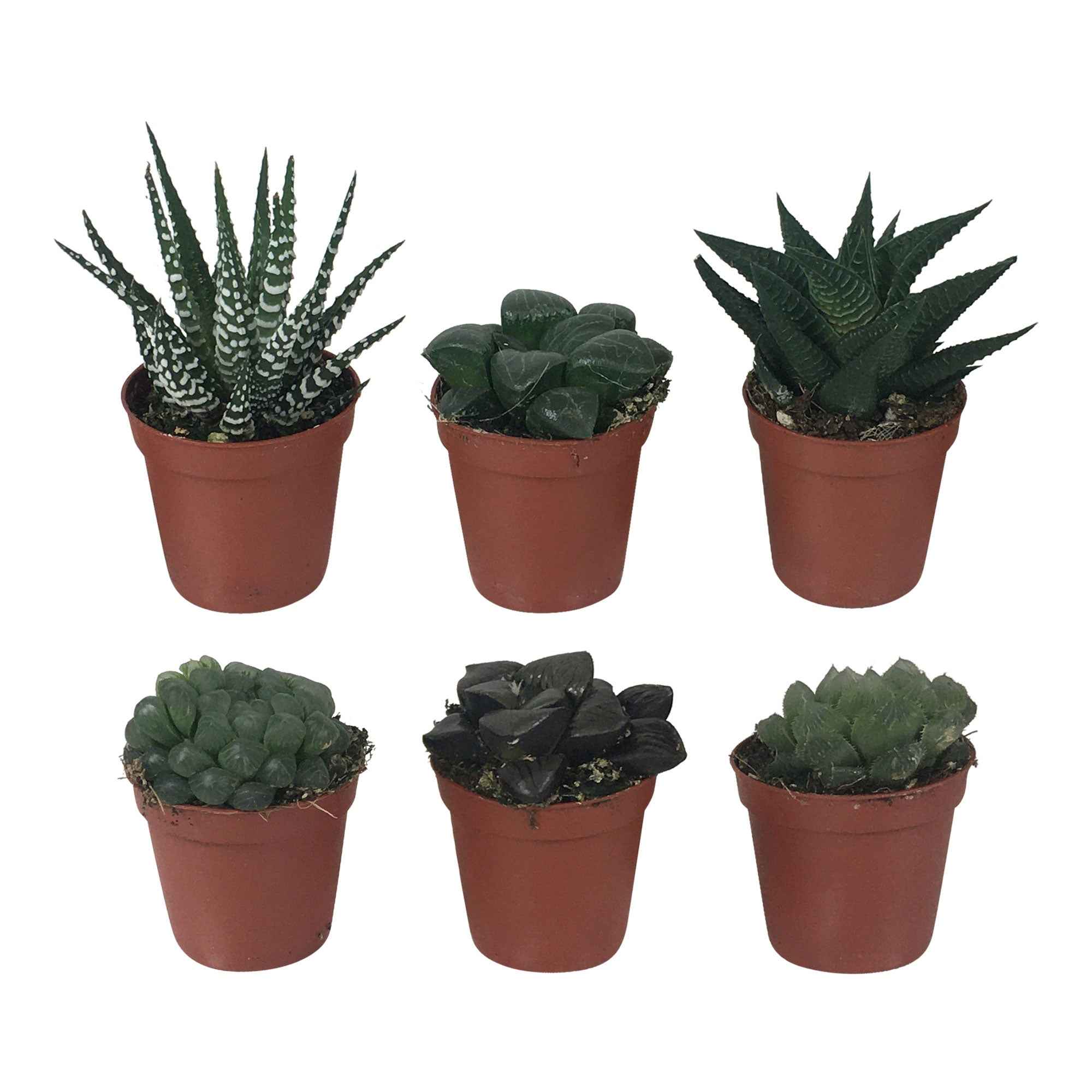 Bakker Haworthias mélange plante intérieur pot 5,5cm