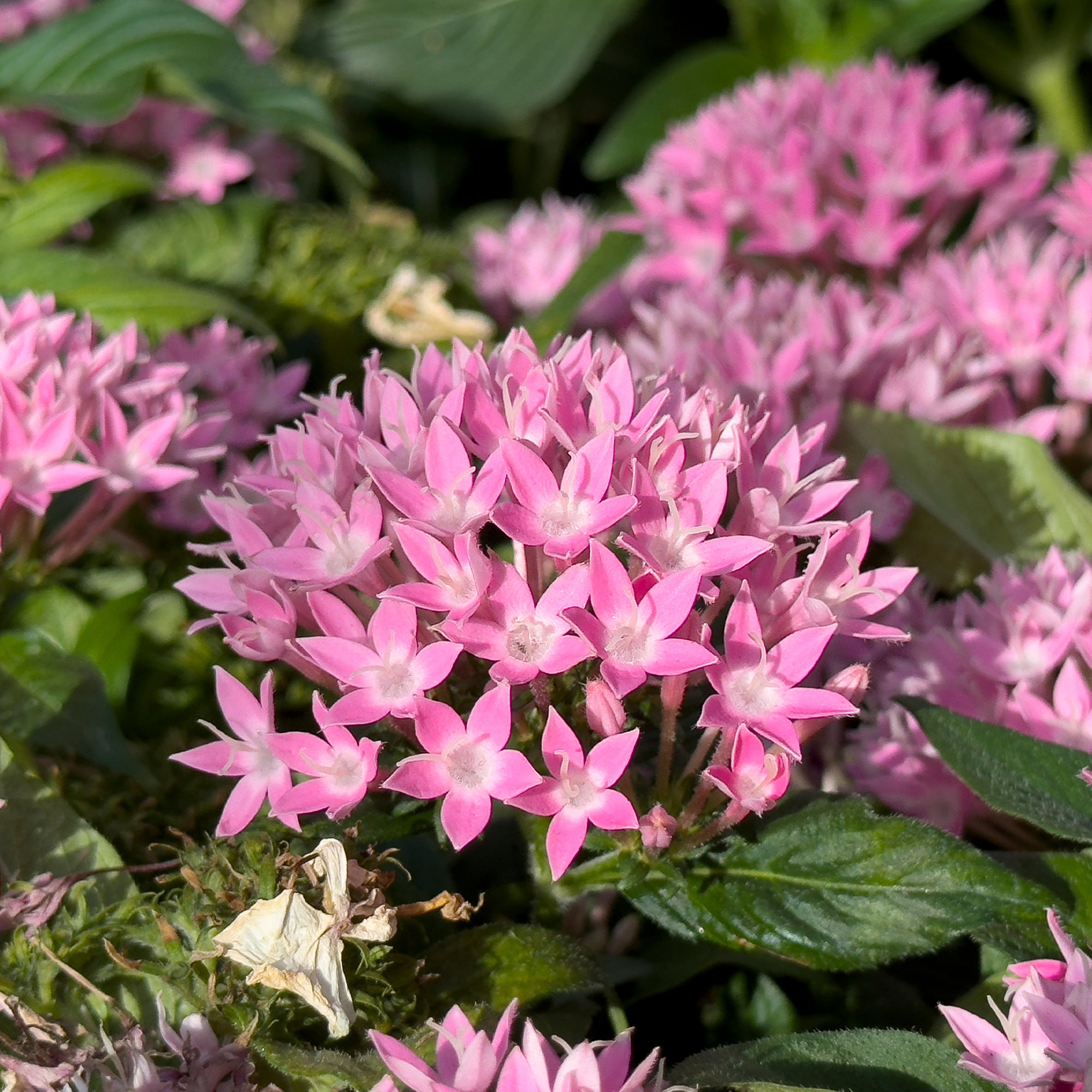 Bakker Pentas rose étoilée pot Ø10,5 cm papillons